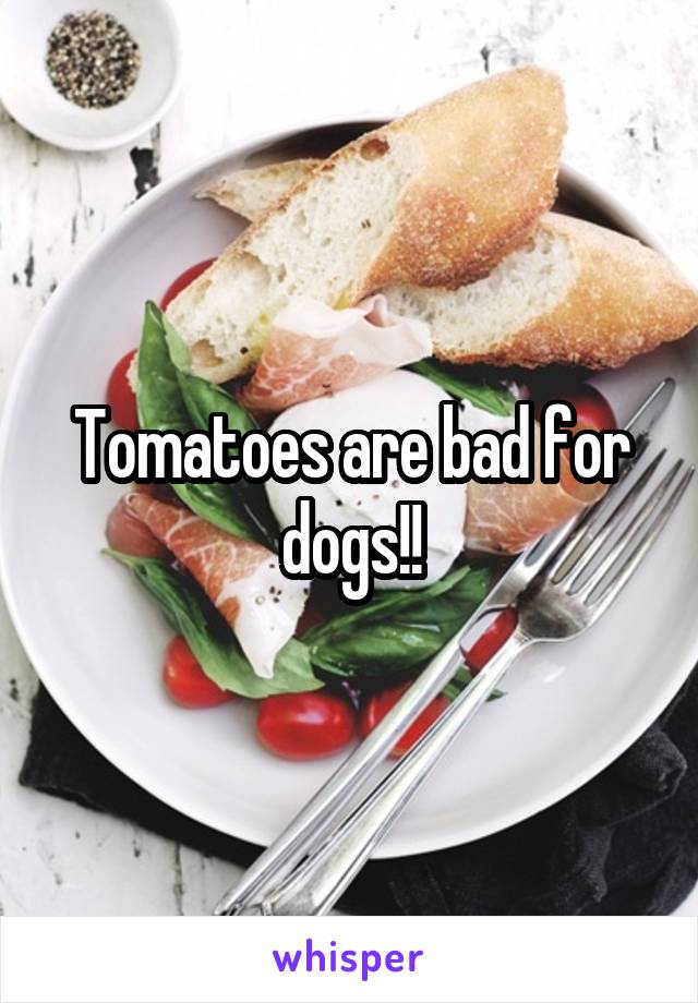 Tomatoes are bad for dogs!!