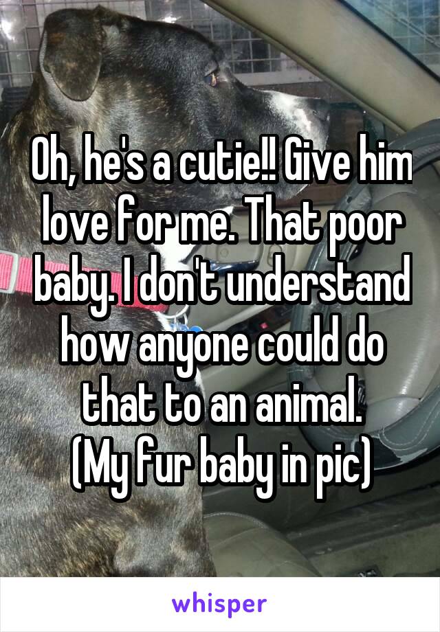 Oh, he's a cutie!! Give him love for me. That poor baby. I don't understand how anyone could do that to an animal.
(My fur baby in pic)