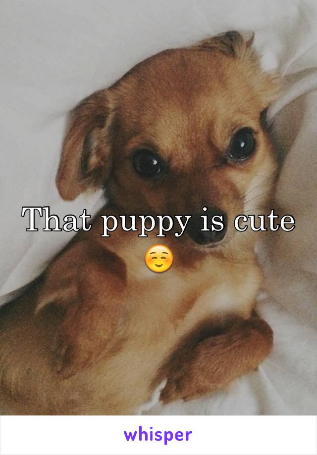 That puppy is cute ☺️