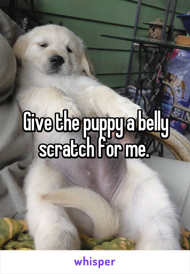 Give the puppy a belly scratch for me. 