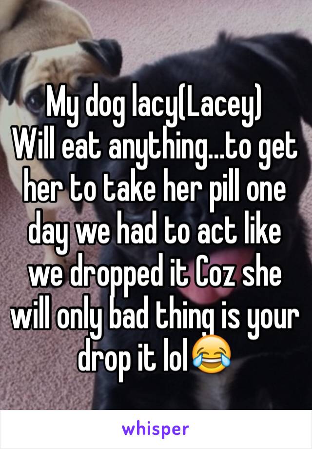 My dog lacy(Lacey)
Will eat anything...to get her to take her pill one day we had to act like we dropped it Coz she will only bad thing is your drop it lol😂