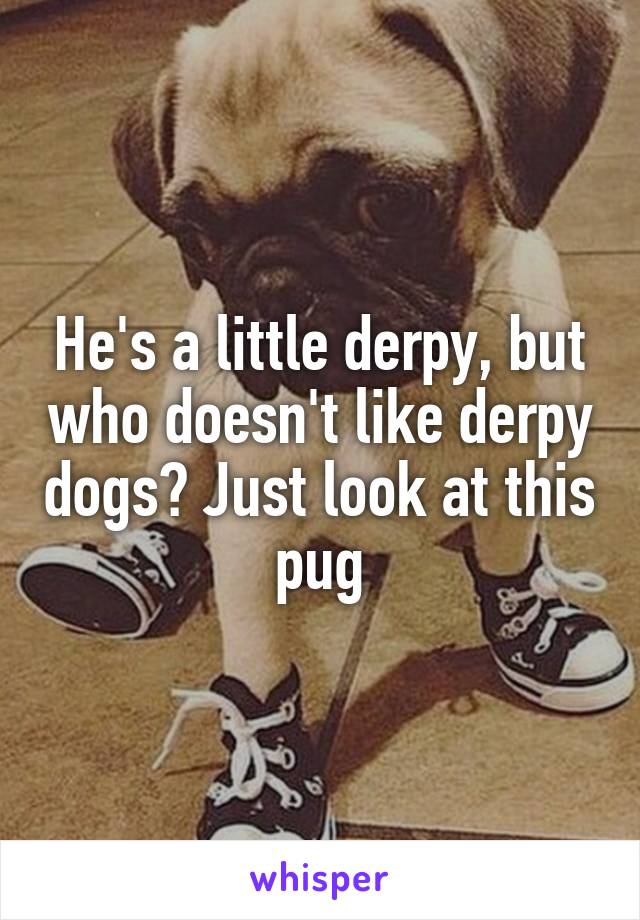 He's a little derpy, but who doesn't like derpy dogs? Just look at this pug