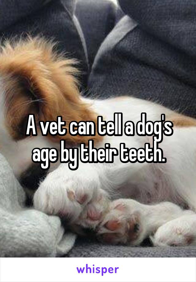 A vet can tell a dog's age by their teeth.