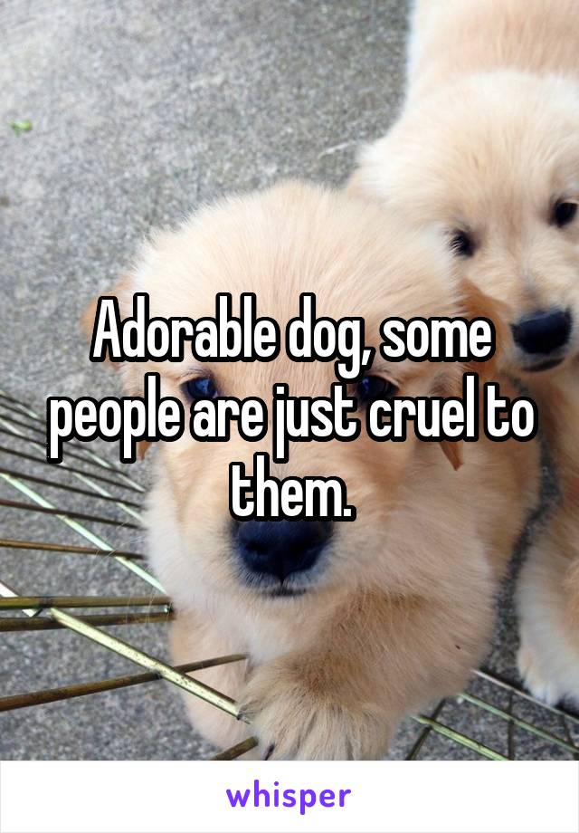 Adorable dog, some people are just cruel to them.