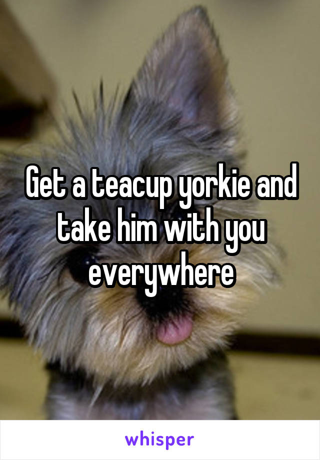 Get a teacup yorkie and take him with you everywhere