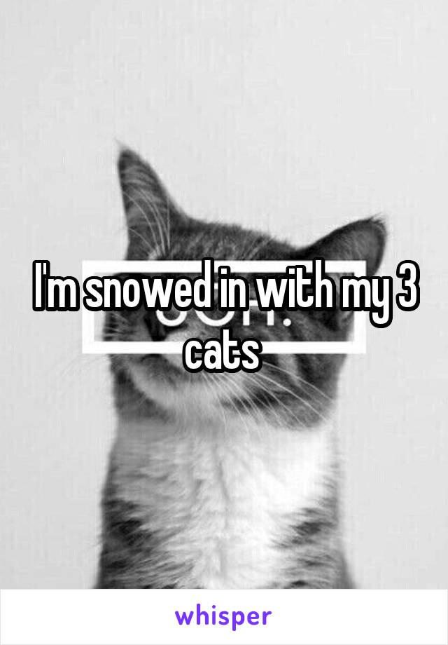 I'm snowed in with my 3 cats 