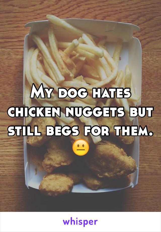 My dog hates chicken nuggets but still begs for them. 😐