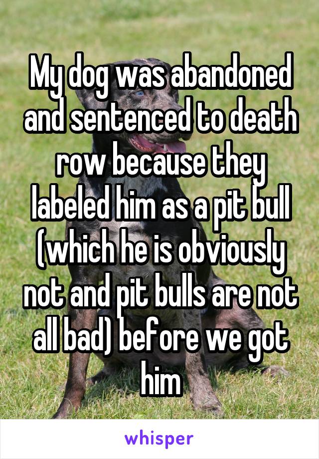 My dog was abandoned and sentenced to death row because they labeled him as a pit bull (which he is obviously not and pit bulls are not all bad) before we got him