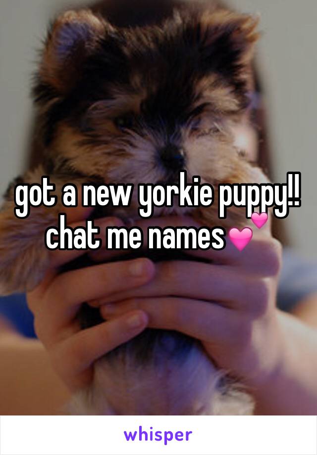 got a new yorkie puppy!! chat me names💕