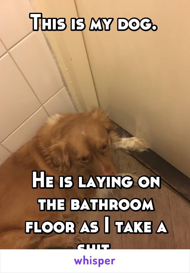 This is my dog. 






He is laying on the bathroom floor as I take a shit.