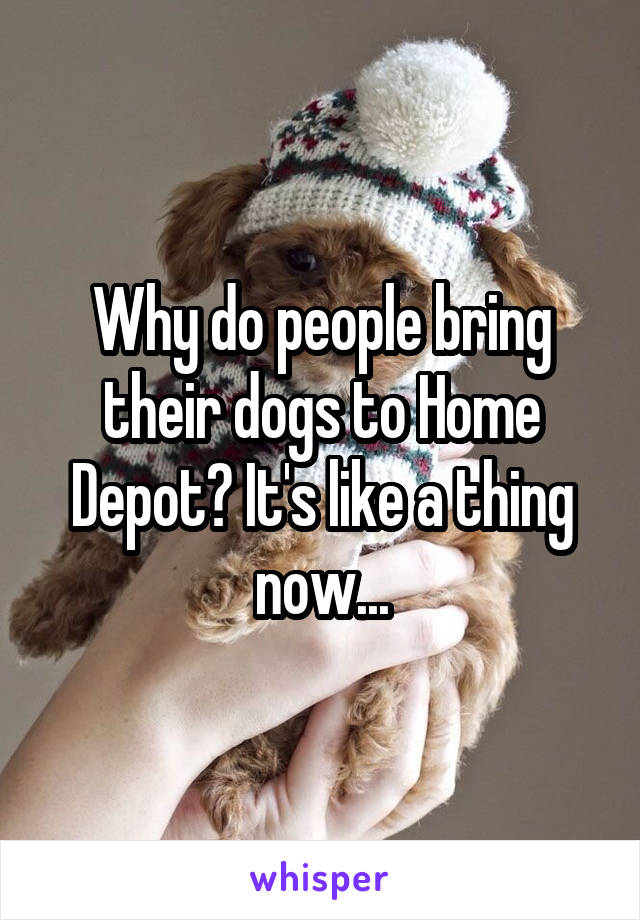 Why do people bring their dogs to Home Depot? It's like a thing now...