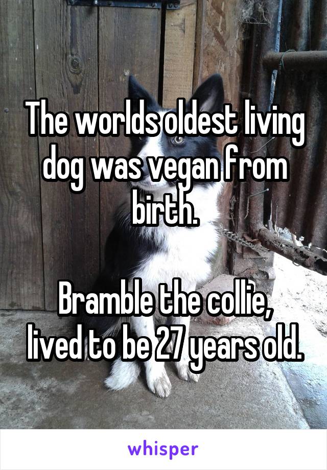 was the longest living dog vegan