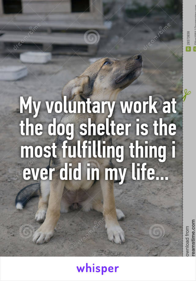 My voluntary work at the dog shelter is the most fulfilling thing i ever did in my life... 