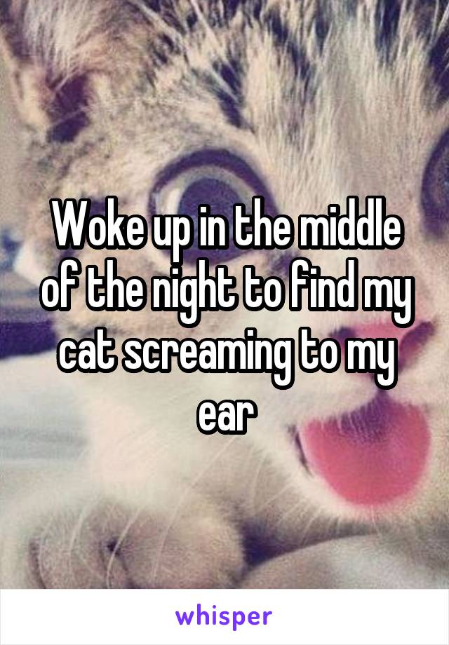 Woke up in the middle of the night to find my cat screaming to my ear