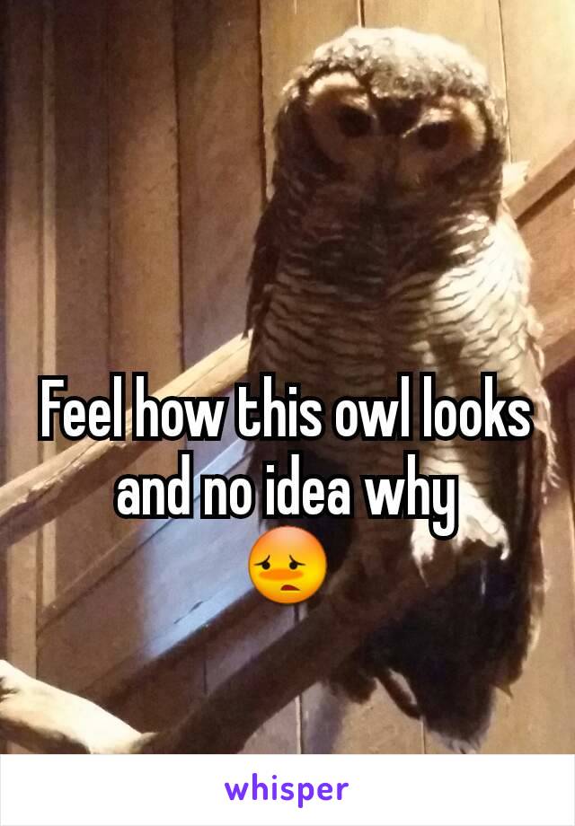 Feel how this owl looks and no idea why
😳