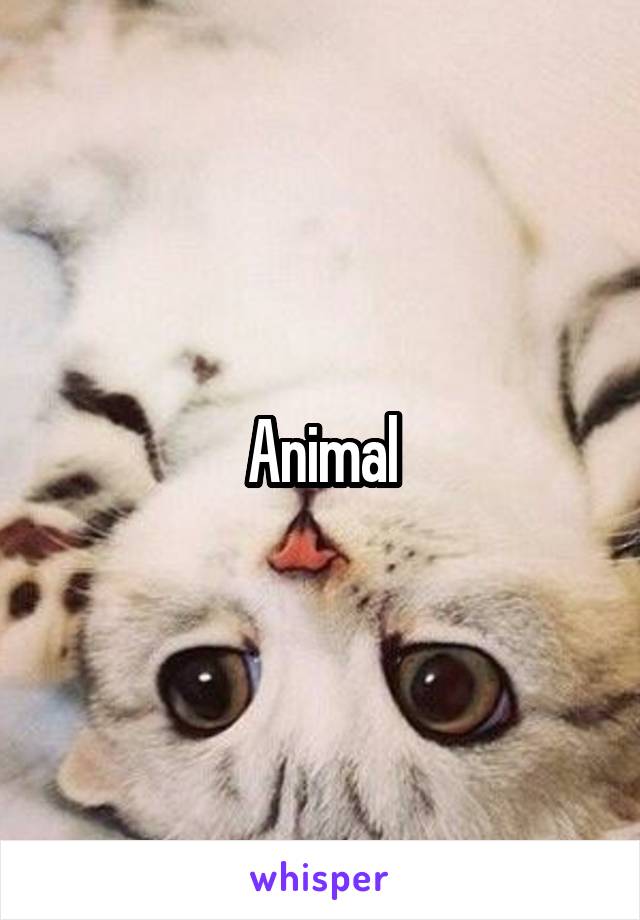 Animal