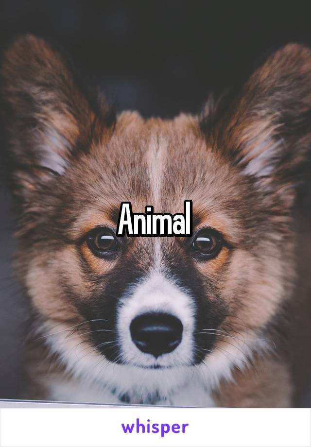 Animal 