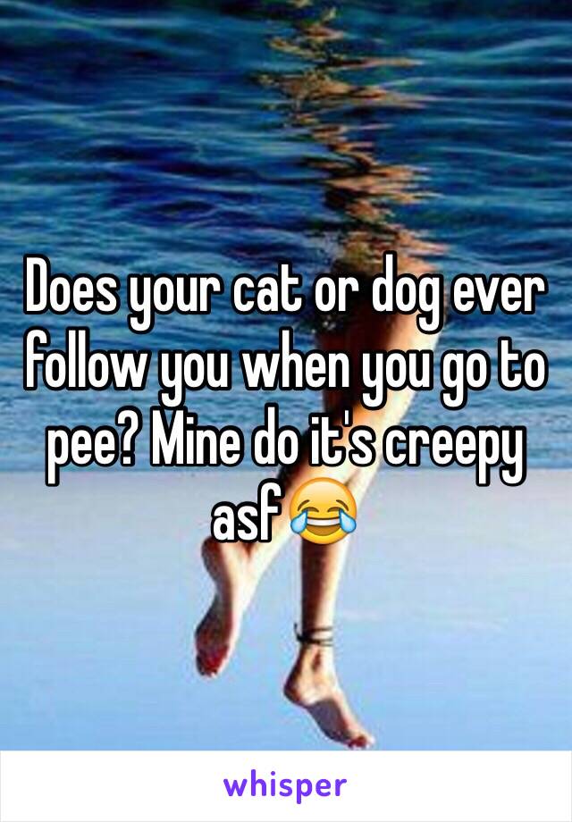 Does your cat or dog ever follow you when you go to pee? Mine do it's creepy asf😂