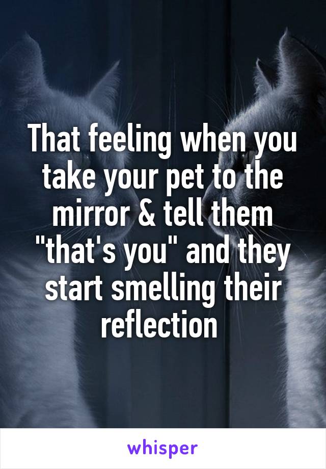 That feeling when you take your pet to the mirror & tell them "that's you" and they start smelling their reflection 