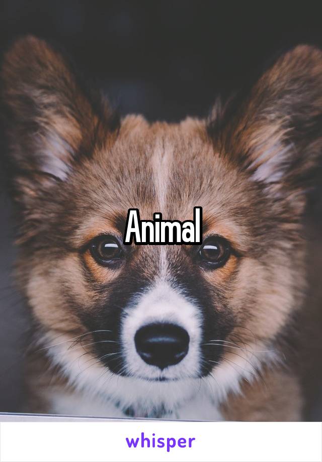 Animal