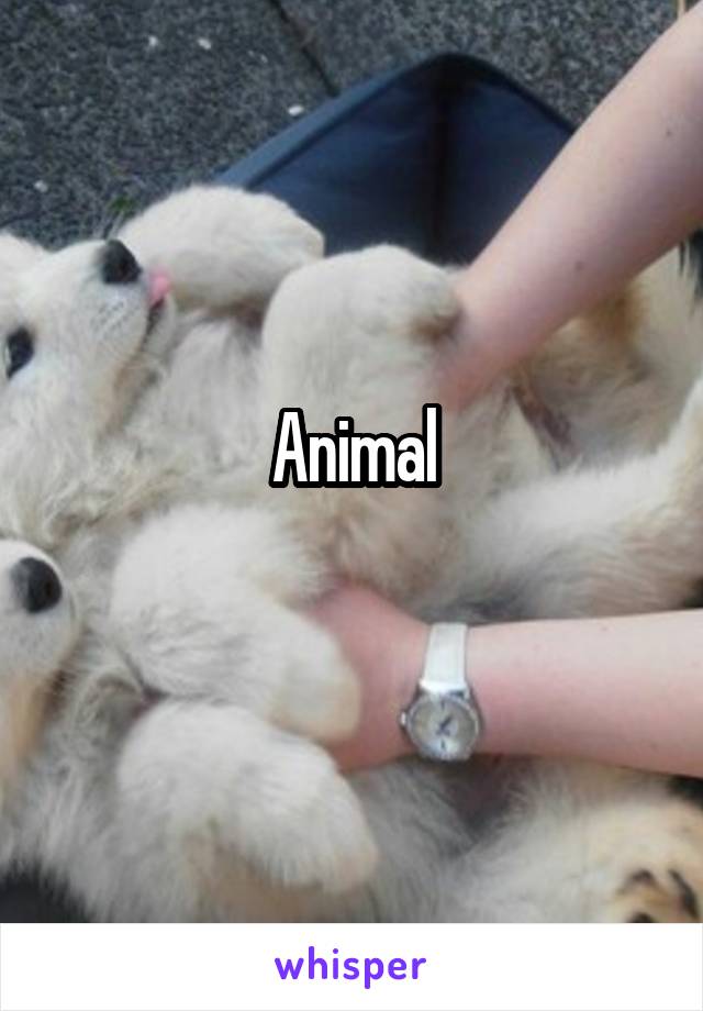 Animal
