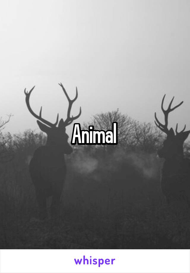 Animal 