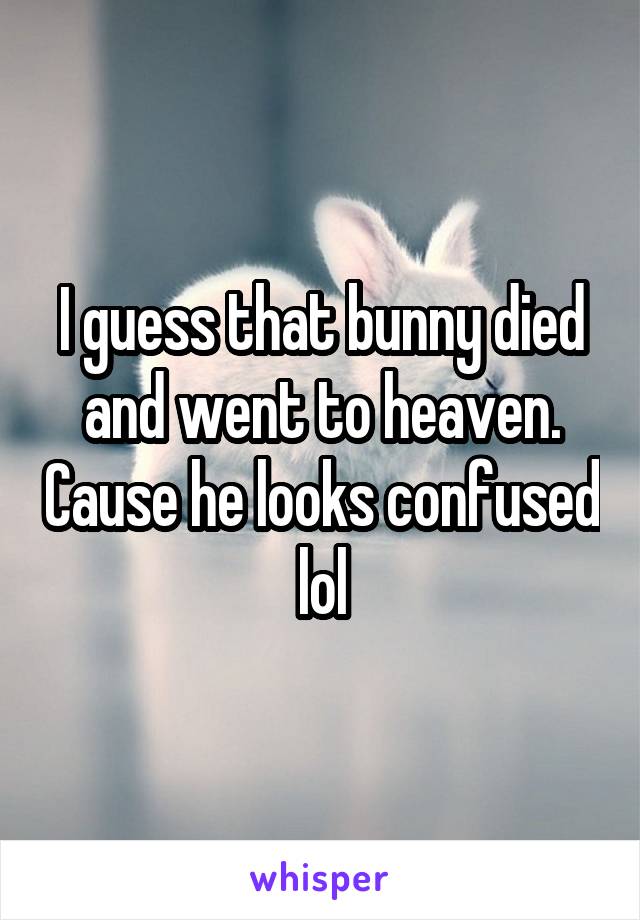 I guess that bunny died and went to heaven. Cause he looks confused lol