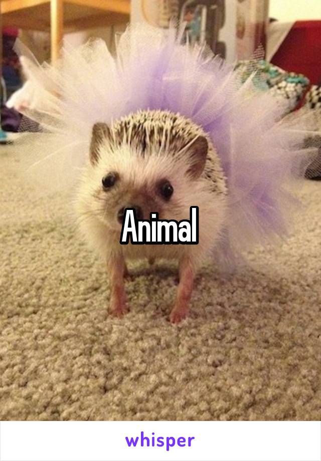 Animal 