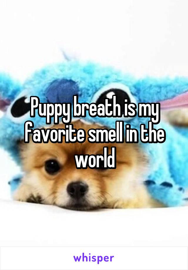 Puppy breath is my favorite smell in the world