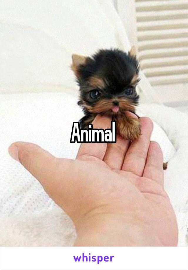 Animal 