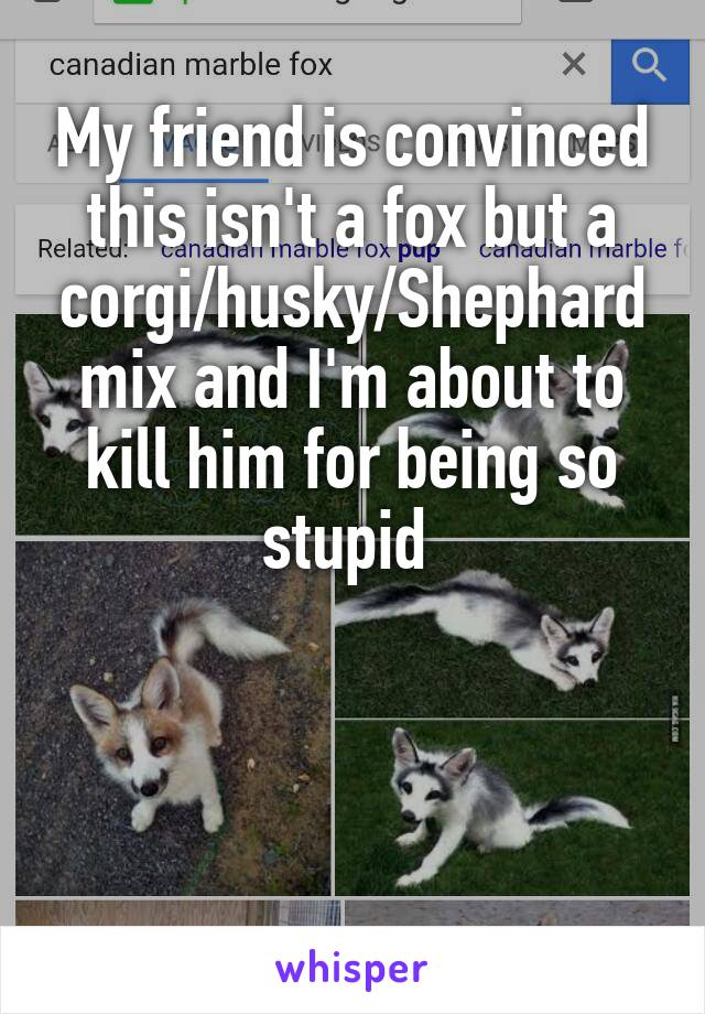 My friend is convinced this isn't a fox but a corgi/husky/Shephard mix and I'm about to kill him for being so stupid 



