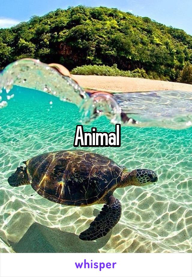 Animal