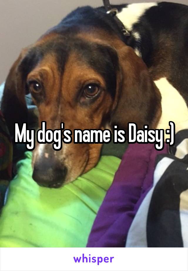 My dog's name is Daisy :)