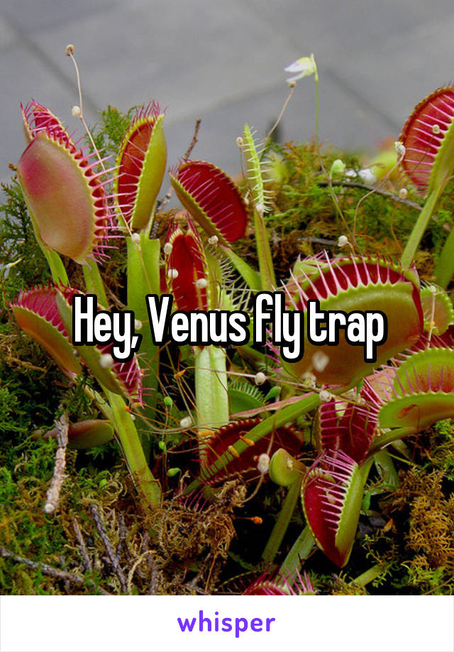 Hey, Venus fly trap