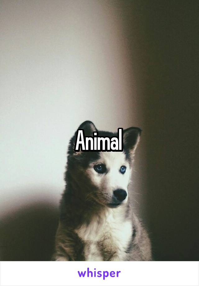 Animal 