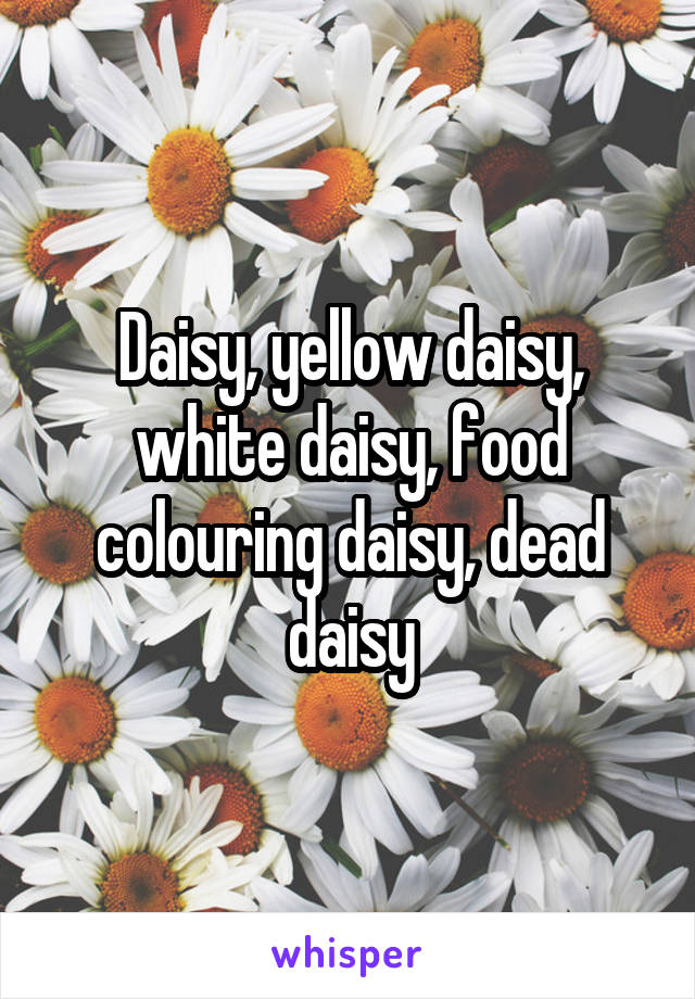 Daisy, yellow daisy, white daisy, food colouring daisy, dead daisy