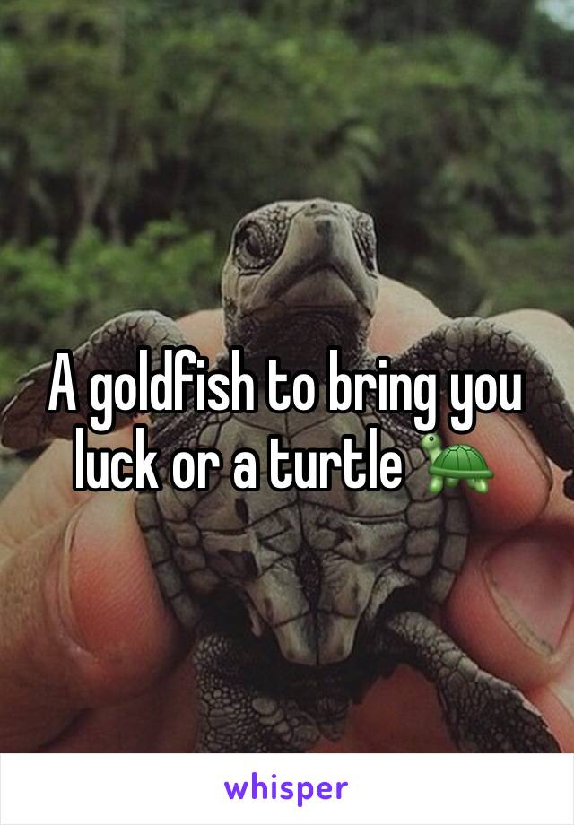 A goldfish to bring you luck or a turtle 🐢