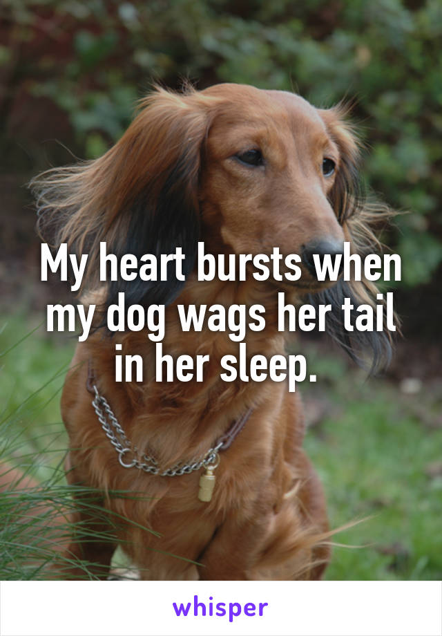 My heart bursts when my dog wags her tail in her sleep. 