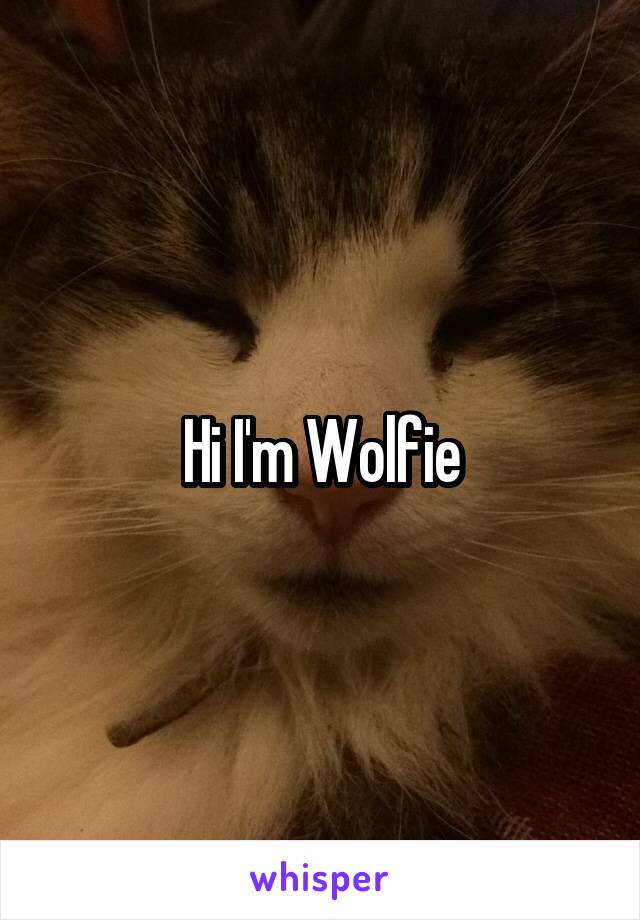 Hi I'm Wolfie