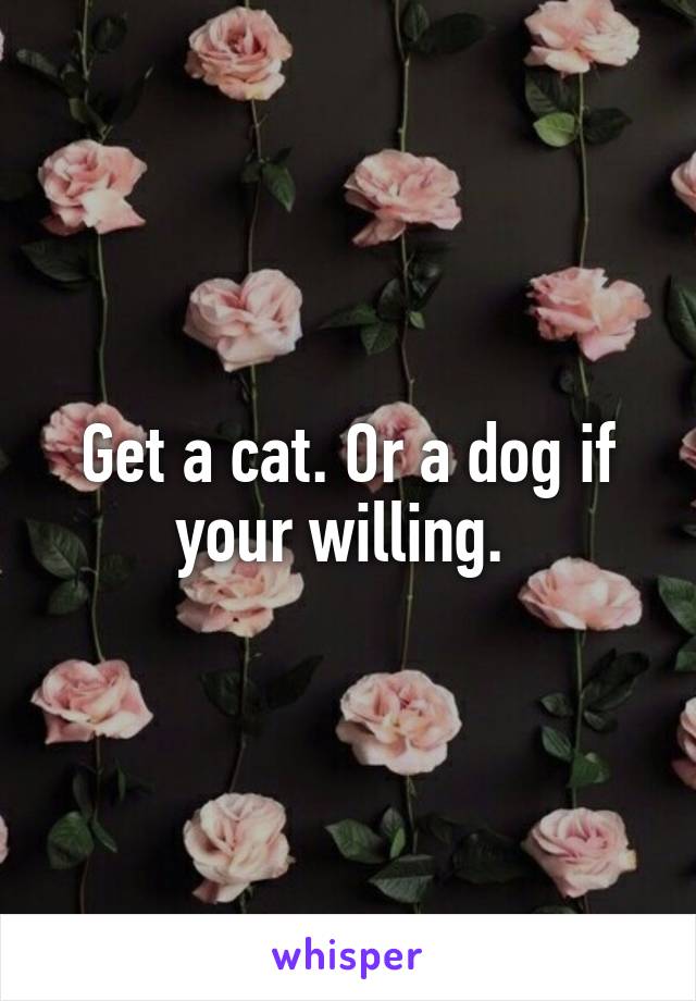 Get a cat. Or a dog if your willing. 