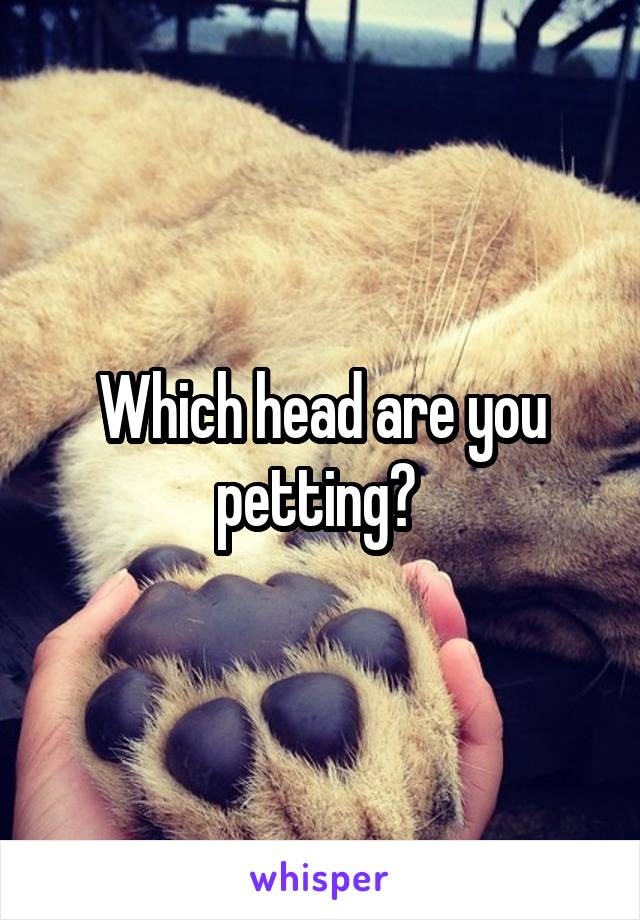 Which head are you petting? 