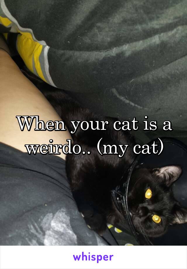 When your cat is a weirdo.. (my cat)