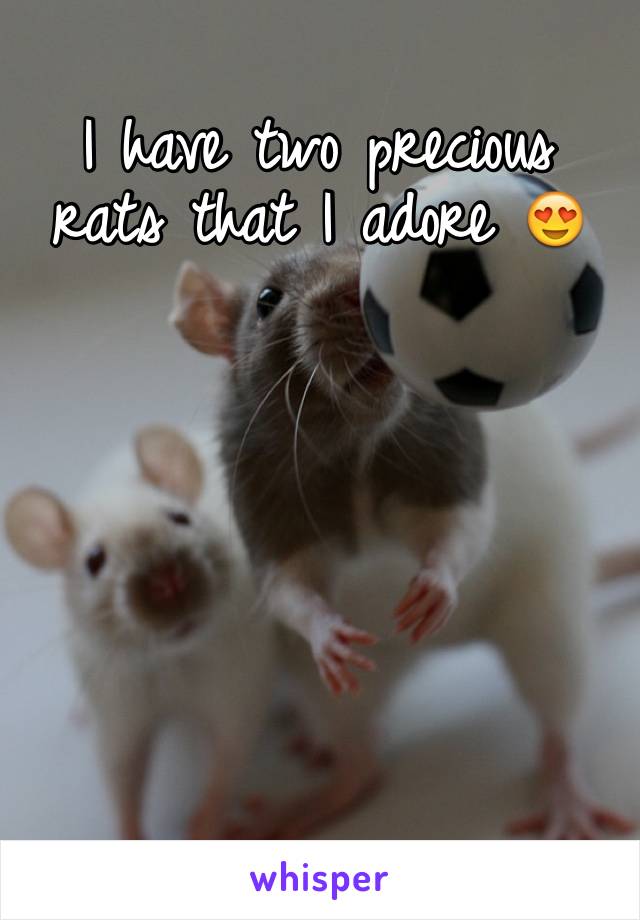 I have two precious rats that I adore 😍