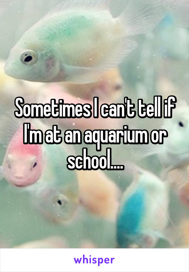 Sometimes I can't tell if I'm at an aquarium or school....