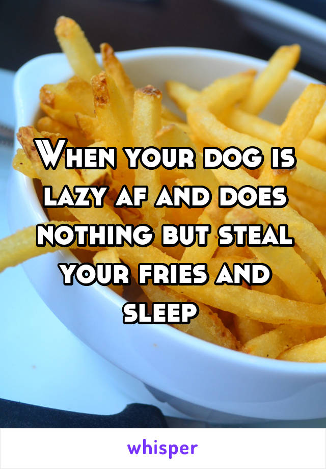 When your dog is lazy af and does nothing but steal your fries and sleep 