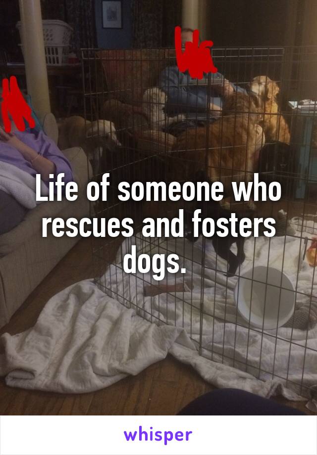 Life of someone who rescues and fosters dogs. 