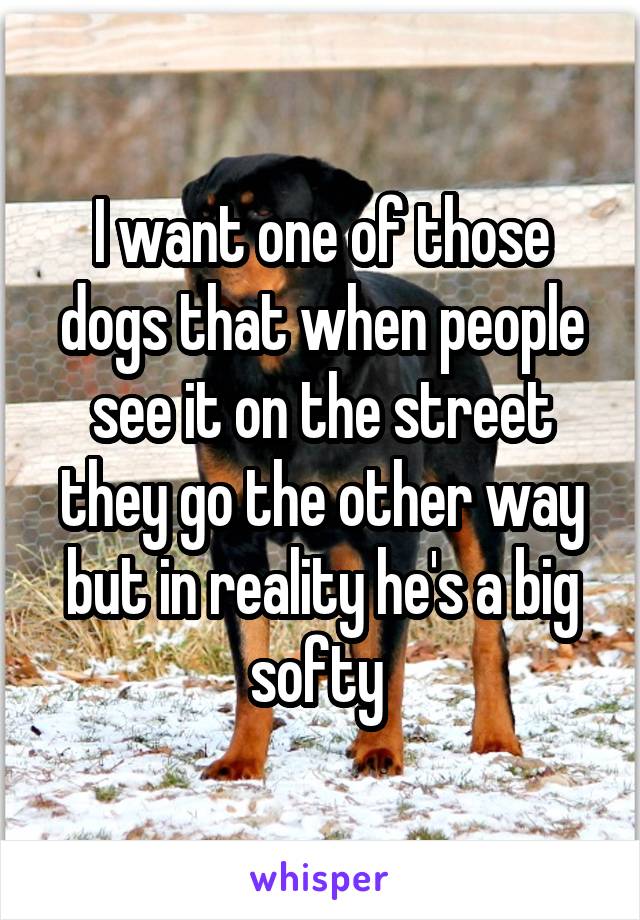 I want one of those dogs that when people see it on the street they go the other way but in reality he's a big softy 