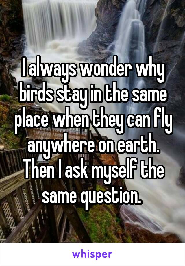 I always wonder why birds stay in the same place when they can fly anywhere on earth. Then I ask myself the same question. 