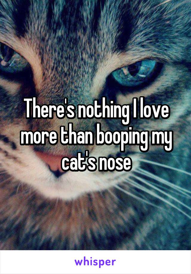 There's nothing I love more than booping my cat's nose