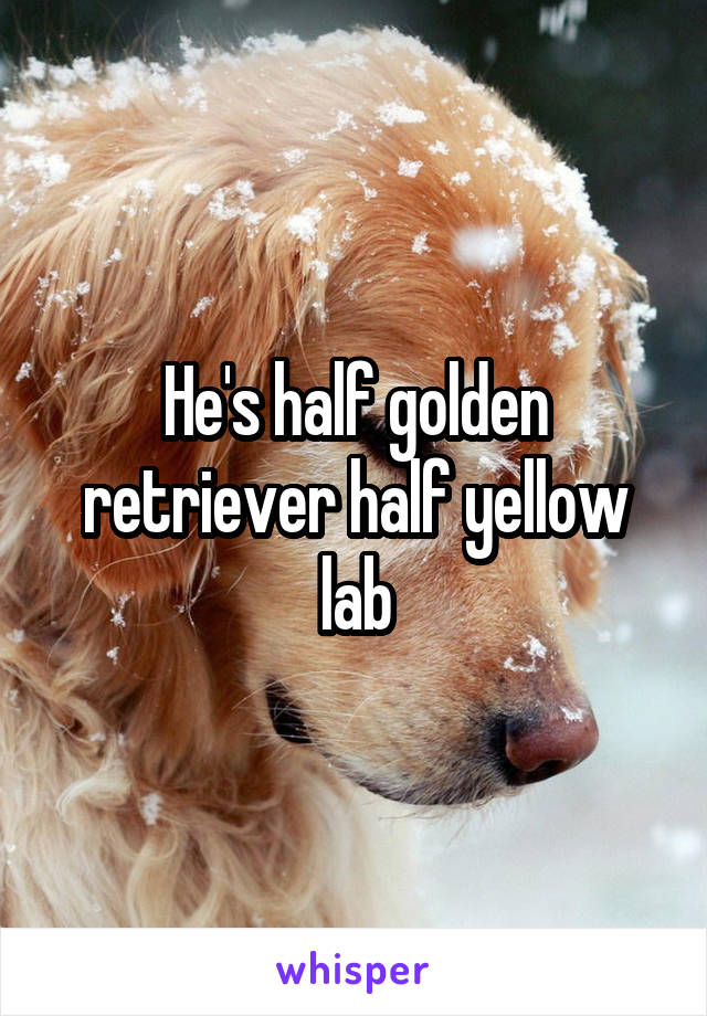 He's half golden retriever half yellow lab